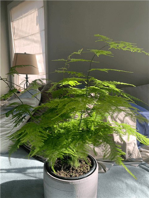 Asparagus Fern Light Requirement 