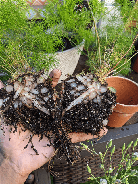 Asparagus Fern Soil