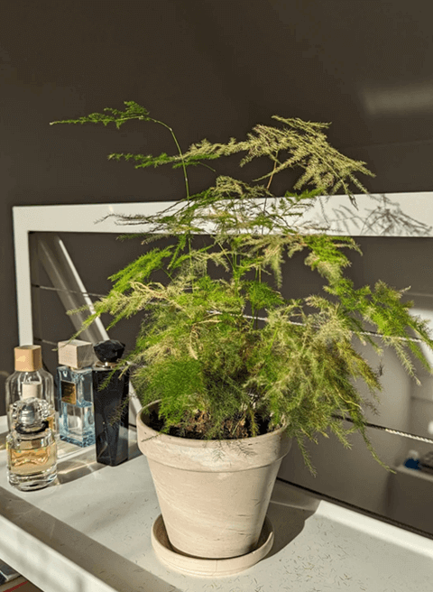 Asparagus Fern Varieties - Plumosus