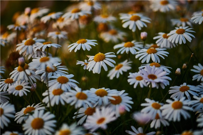 Flowers that Mean New Romance - Daisies