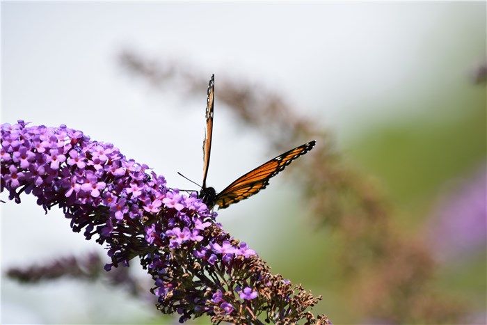 Flowers that Represent Change - Butterfly Bush