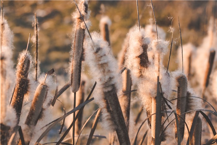 Flowers that Represent Change - Cattails