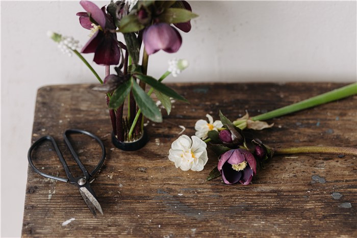 Flowers that Represent Change - Hellebores