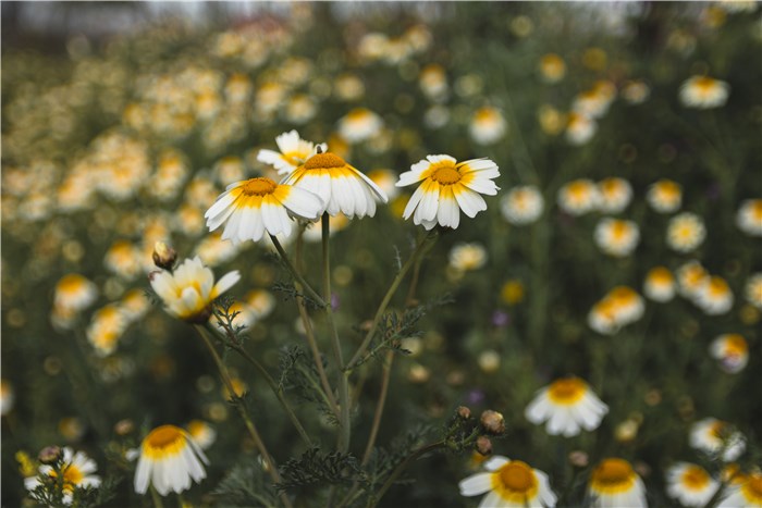 Flowers that Represent Healing and Reformation - Chamomile