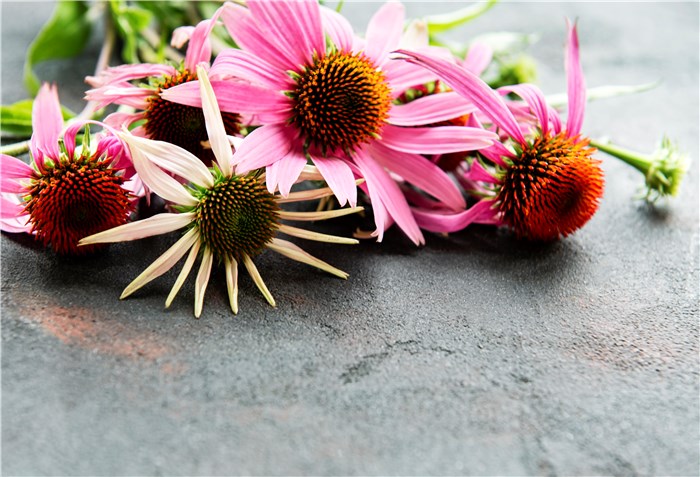 Flowers that Represent Healing and Reformation - Echinacea