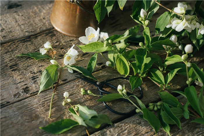 Flowers that Represent Healing and Reformation - Jasmine