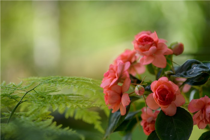 Flowers that Symbolize New Beginnings Housewarming - Begonias