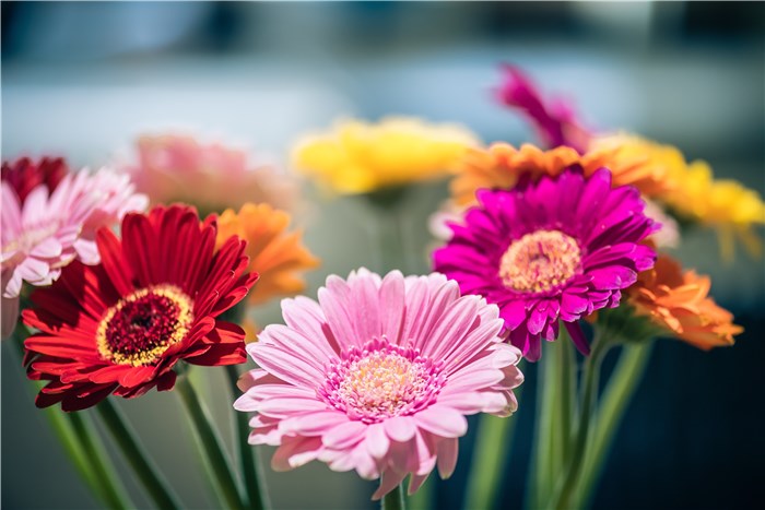 Flowers that Symbolize New Beginnings Housewarming - Gerbera Daisies