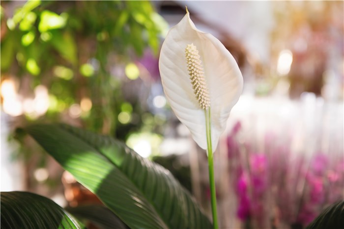 Flowers that Symbolize New Beginnings Housewarming - Peace Lily