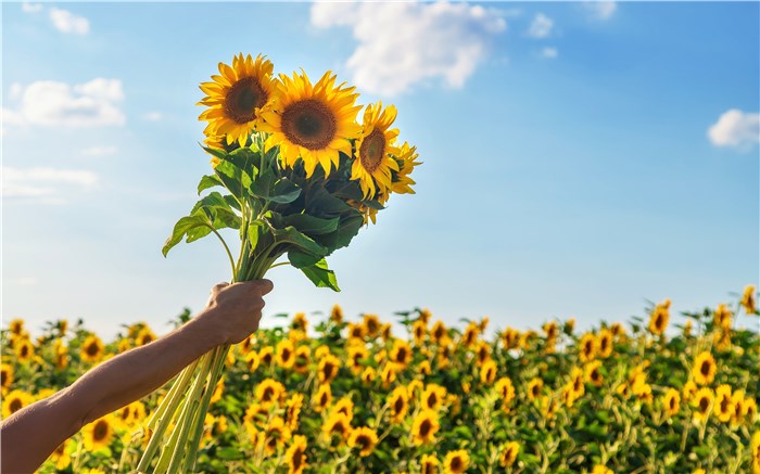 Flowers that Symbolize New Beginnings Housewarming - Sunflowers