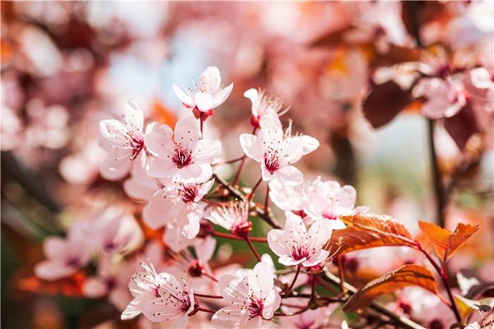 Flowers that Mean Rebirth - Cherry Blossoms