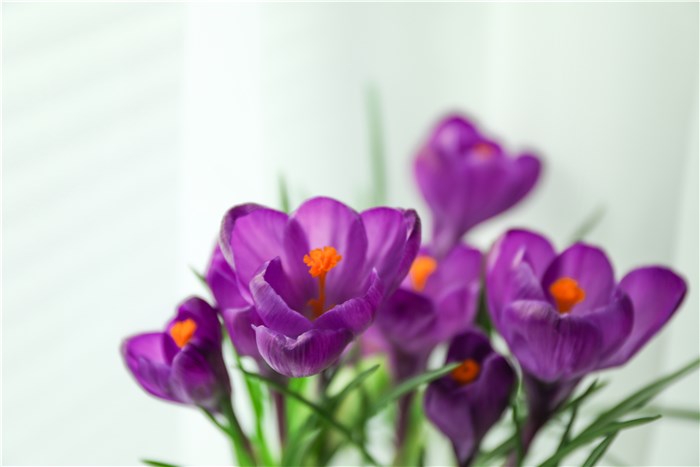 Flowers that Mean Rebirth - Crocus