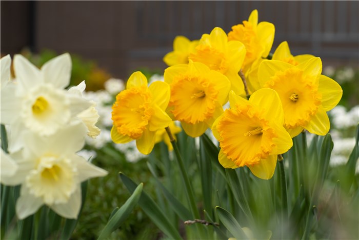 Flowers that Mean Rebirth - Daffodils