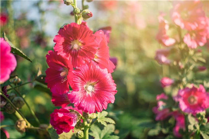 Hollyhocks Bloom