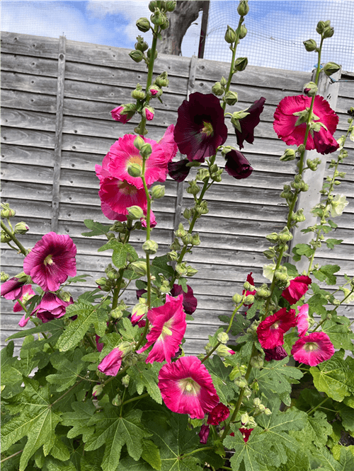 How Tall Do Hollyhocks Get?