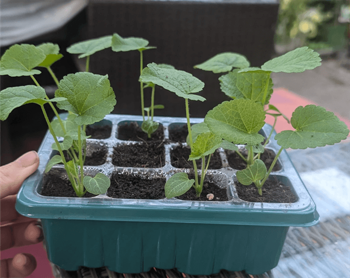 How to Start Hollyhock Seeds?