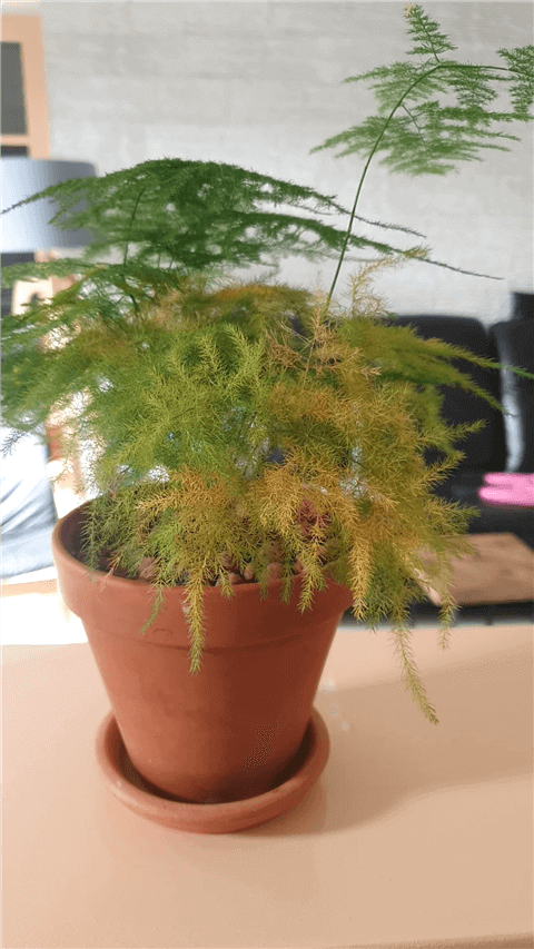 Overwatered Asparagus Fern