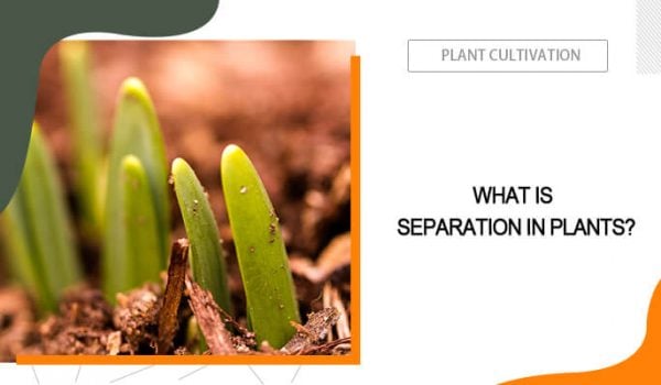 Separation in Plants