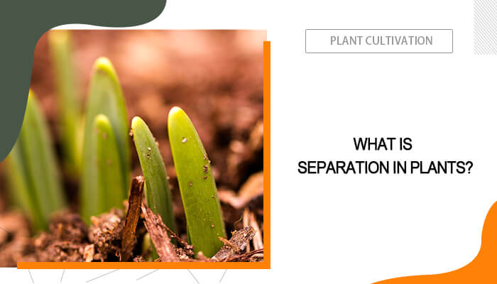 Separation in Plants