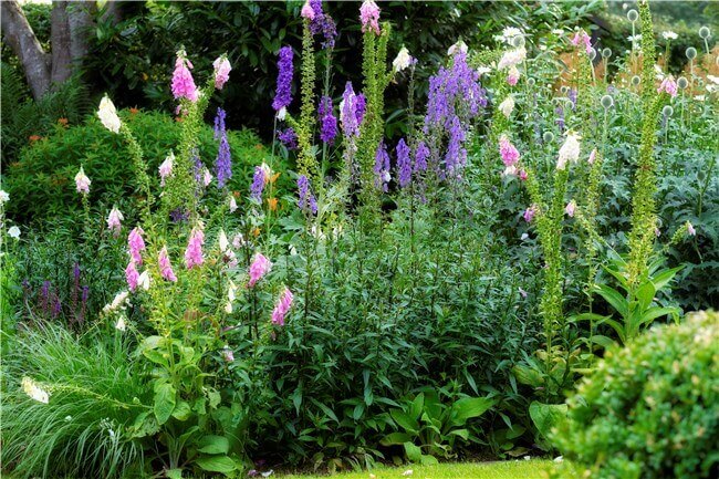 Separation Plants Examples - Herbaceous Perennials