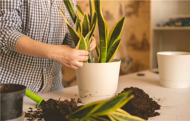 Separation Plants Examples - Snake Plant