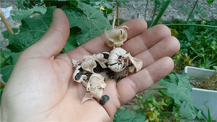 When to Plant Hollyhock Seeds?