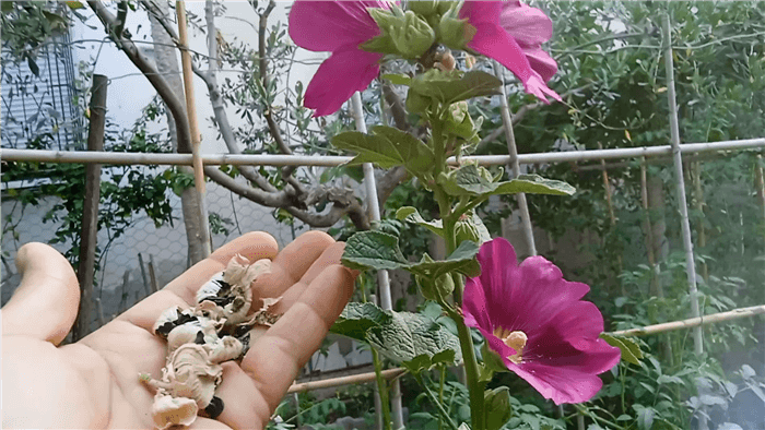 Where Are Seeds on Hollyhocks?