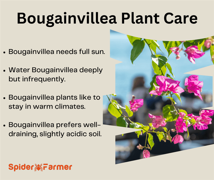 Bougainvillea Plant Care