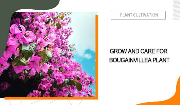 Grow and Care for Bougainvillea Plant