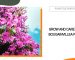 Grow and Care for Bougainvillea Plant