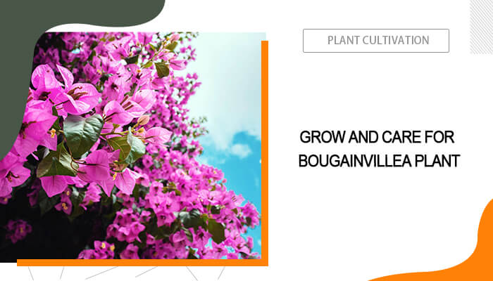 Grow and Care for Bougainvillea Plant