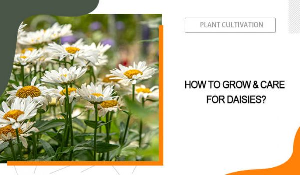 Grow and Care for Daisies