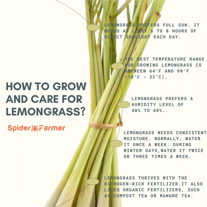 How to Grow and Care for Lemongrass?