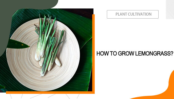 How to Grow and Care for Lemongrass?