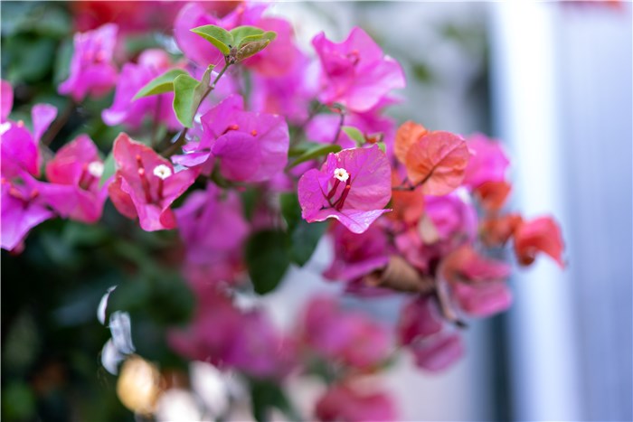 Keep Bougainvillea Blooming