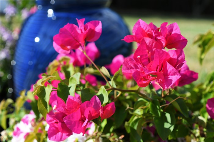 Pink Bougainvillea Types