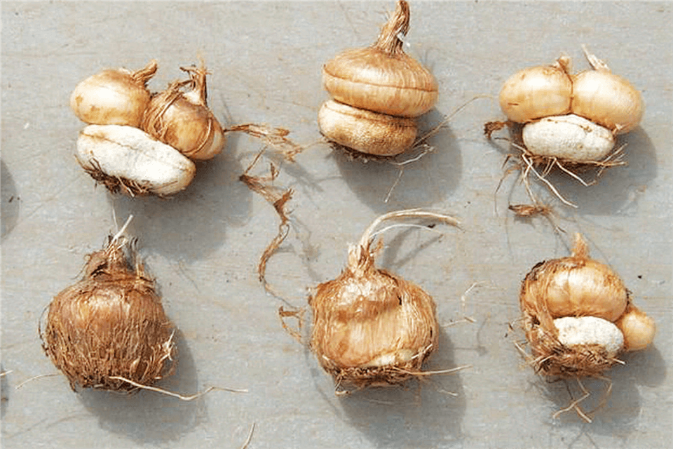 Purchase Crocus Corms