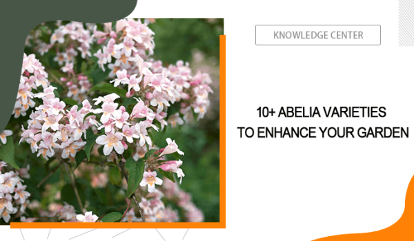 Abelia Varieties