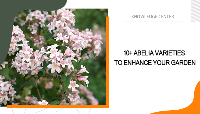 Abelia Varieties