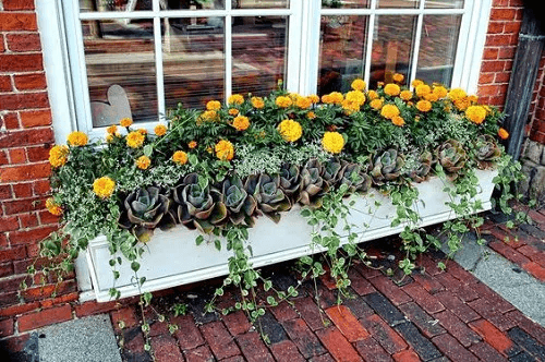 Drought-Tolerant Window Boxes Plants