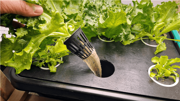 Veggies Can Be Grown Hydroponically - Lettuce