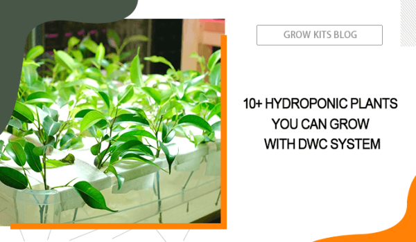 Hydroponic Plants