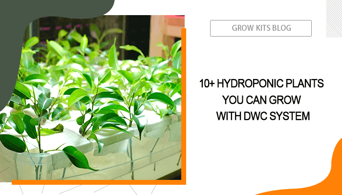 Hydroponic Plants