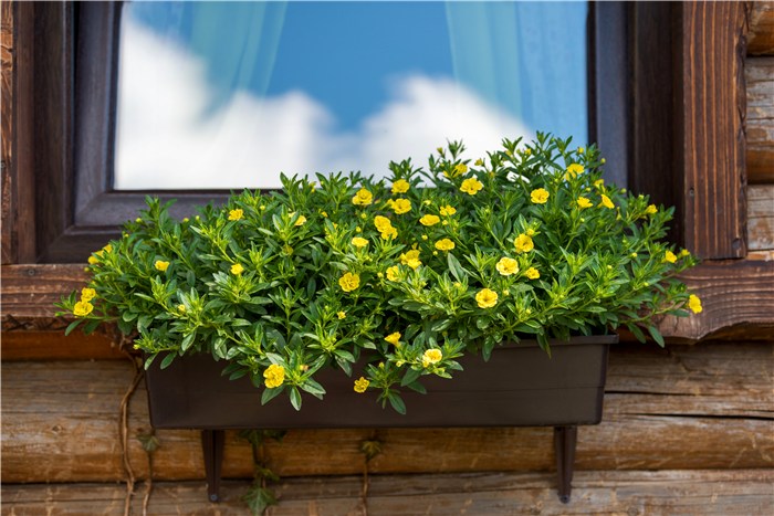 Low Maintenance Window Box Plants