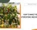 Make the Best Hydroponic Indoor Garden