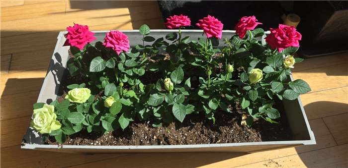 Perennials Window Box Plants