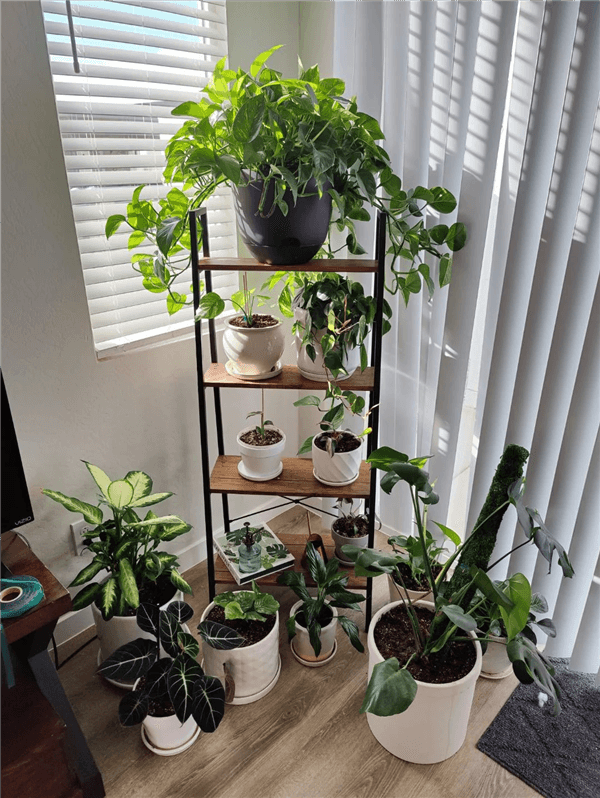 Indoor Plant Stand Ideas - Corner Plant Stands