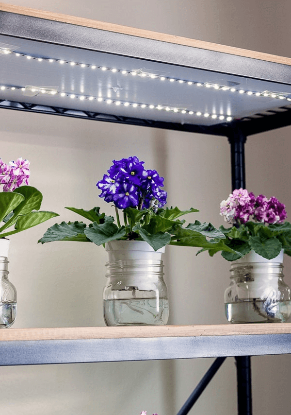 Indoor Plant Stand Ideas - Floating Glass Shelves with LED Grow Lights