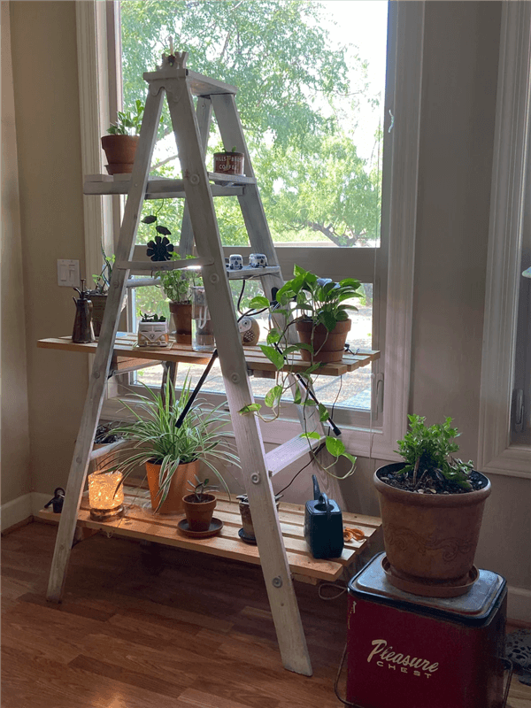 Indoor Plant Stand Ideas - Plant Ladders