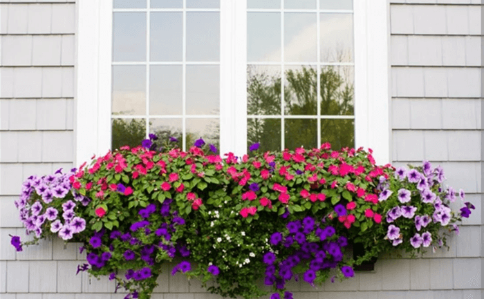 Small Window Box Plants